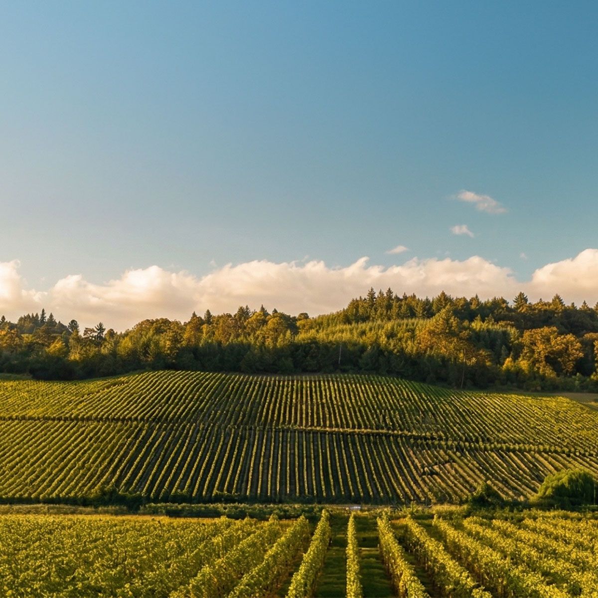 Il paesaggio carsico